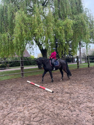 Reitbeteiligung - Pferd sucht Reiter