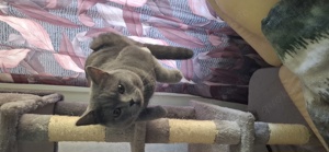Deckkater mit Stammbaum  Bild 10