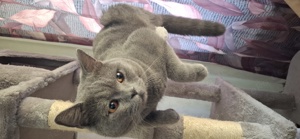 Deckkater mit Stammbaum  Bild 8