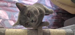 Deckkater mit Stammbaum  Bild 7