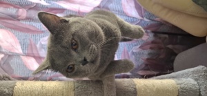 Deckkater mit Stammbaum  Bild 9