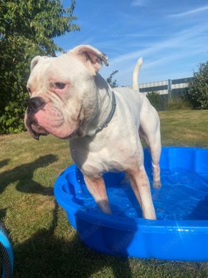 Old English Bulldogge Boxer Rüde 3 Jahre alt 