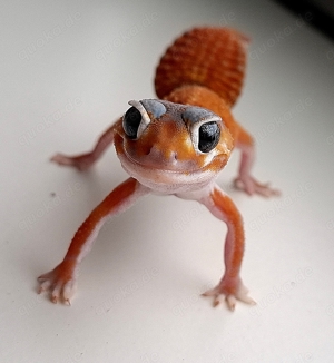 3.1Knopfschwanzgecko(ph,het,Patternless)%%%%%