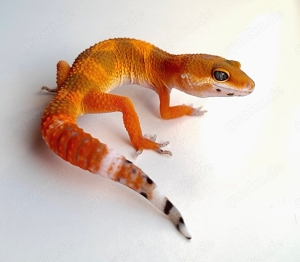 Leopardgeckos Blood Cross aus 2024