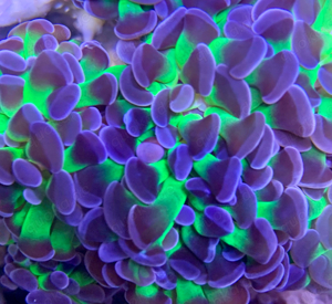 Euphyllia Ableger Top Farben !! Meerwasser Aquarium Korallen