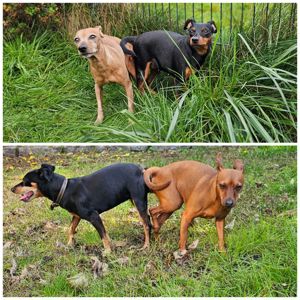 Wurfankündigung für Dezember: reinrassige Zwergpinscher-Welpen aus verantwortungsvoller IHV-Zucht