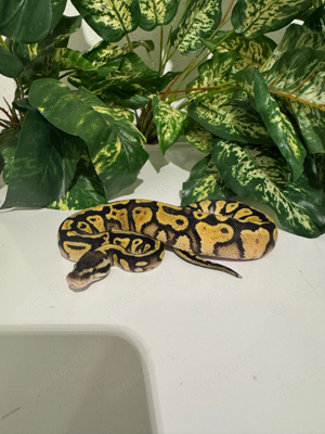 Königspython Mojave Yellow Belly