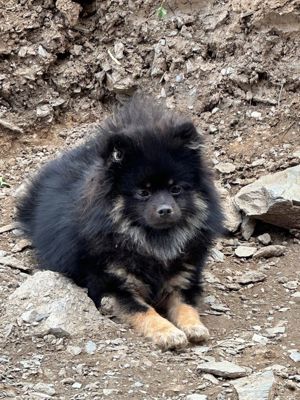 Pomeranian, Zwergspitz 