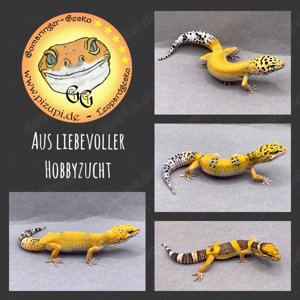 Leopardgeckos versch. Farbmorphen