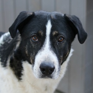 Ancho, geb. ca. 10 2021, lebt in GRIECHENLAND, im städt. Tierheim Serres 