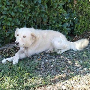 Oskar - Rüde