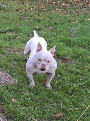 American Bully Pocket 