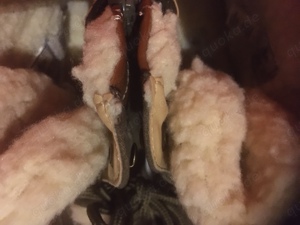 Stiefeletten -Grösse 34- *Neu* Bild 8