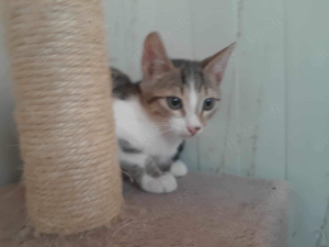 Isla, hübsches Katzenmädchen, ca. 9 Monate
