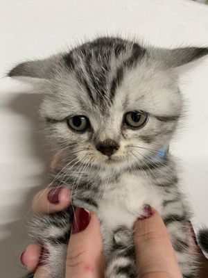 Britisch Kurzhaar Kitten Silber Tabby Whiskas Katzen