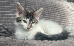 Maine Coon Mix 