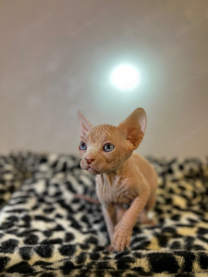 Sphynx Kitten mit Stammbaum Elf und normale Ohren 