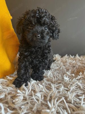 Kleine Maltipoo Welpen Mini mini abzugeben 