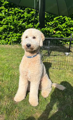 wunderschöber Labradoodle Deckrüde Pudel