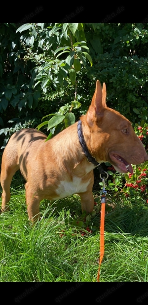 Miniatur Bullterrier Deckrüde Mini Bull Terrier decken Bild 4