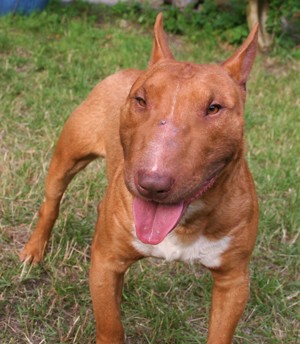 Miniatur Bullterrier Deckrüde Mini Bull Terrier decken Bild 2