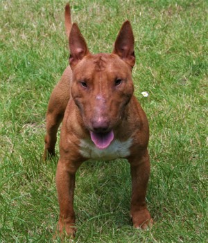 Miniatur Bullterrier Deckrüde Mini Bull Terrier decken Bild 3