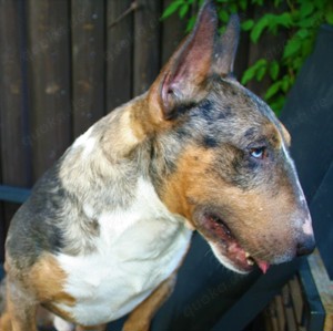 Miniatur Bullterrier Deckrüde Mini Bull Terrier decken Bild 5