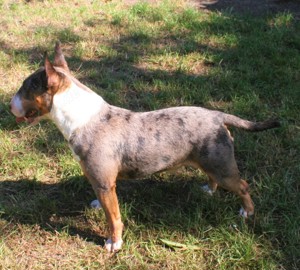 Miniatur Bullterrier Deckrüde Mini Bull Terrier decken Bild 6