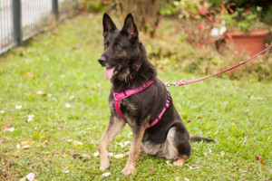 Elisa, 8 Jahre - Deutscher Schäferhund - Tierhilfe Franken e.V.