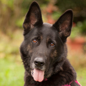 Elisa, 8 Jahre - Deutscher Schäferhund - Tierhilfe Franken e.V.
