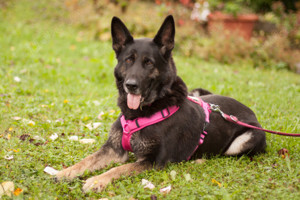 Elisa - 8 Jahre - Schäferhund - Tierhilfe Franken e.V.