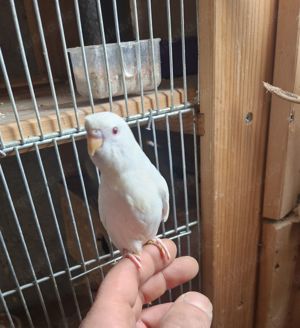 Standard und normale Wellensittich  Bild 3