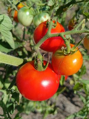 Tomate Saint Pierre Tomatensamen | samenfeste Stabtomaten Samen