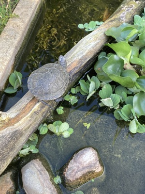 kleine Form-Europäische Sumpschildkröte - Emys orbicularis capolongoi (Sardinien) NZ von 2024 Bild 8