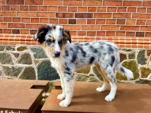 Australian Shepherd Rüde Blue Merle