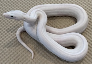 1,0 Super Fire  Boa constrictor  Bild 7