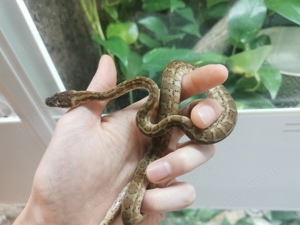 Morelia spilota ssp. Caramel Weibchen tripple 50% possible het Axanthic Granite Albino 