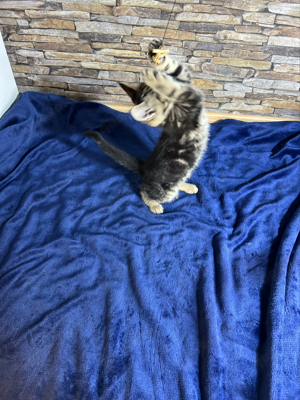 Maine Coon   EKH Mix Kitten (männlich) sucht Dosenöffner