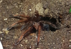 Sericopelma sp. Santa Catalina 