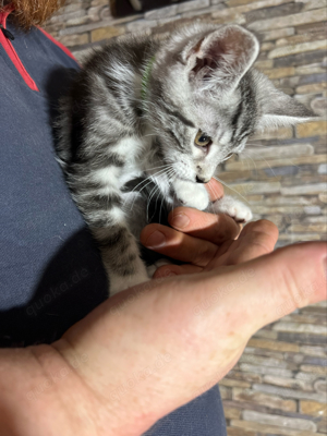 Kitten Mix Maine Coon (junge)