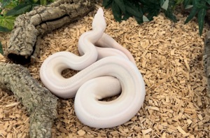 1,0 Super Fire  Boa constrictor  Bild 8