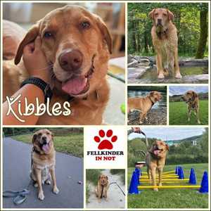 Kibbles Labrador Golden Retriever Mischling Rüde sucht Zuhause oder Pflegestelle