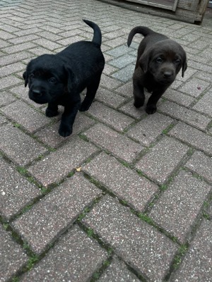  Hübscher Deckrüde Eddy Bild 7