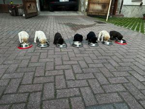  Hübscher Deckrüde Eddy Bild 8