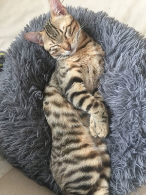 Bengal Siam Mix jungen Katzen, "King" und Co Bild 6