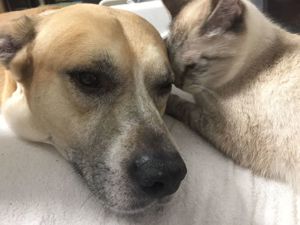 Bengal Siam Mix jungen Katzen, "King" und Co Bild 4