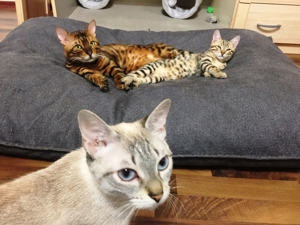 Bengal Siam Mix jungen Katzen, "King" und Co Bild 3