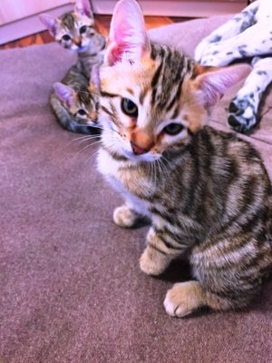 Bengal Siam Mix jungen Katzen, "King" und Co Bild 7