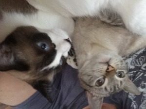 Bengal-Siam-Mix Kitten in Silver, Black und Brown Bild 3