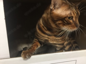 Bengal-Siam-Mix Kitten in Silver, Black und Brown Bild 2